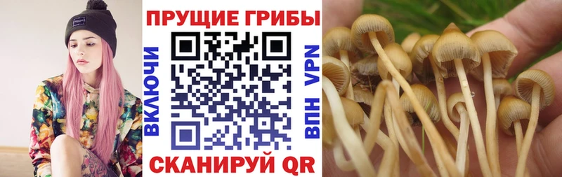 Псилоцибиновые грибы ЛСД кракен ССЫЛКА Георгиевск